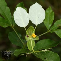 Cadaba trifoliata Wight & Arn.